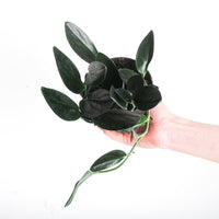 Scindapsus treubii 'Dark'
