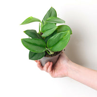 Scindapsus treubii 'moonlight'