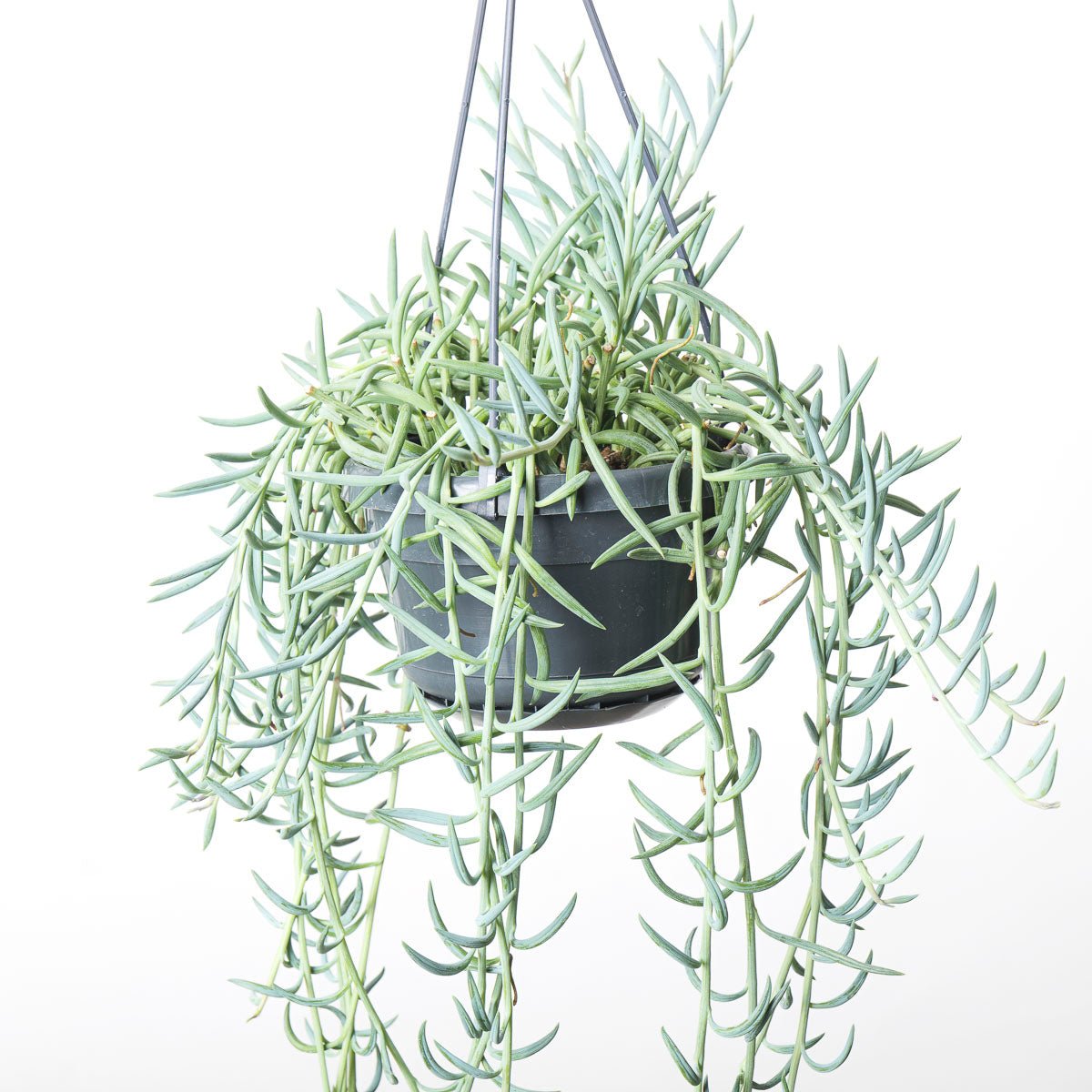 Senecio Radicans String Of Bananas Plants GrowTropicals senecio-radicans-string-of-bananas-plants-growtropicals