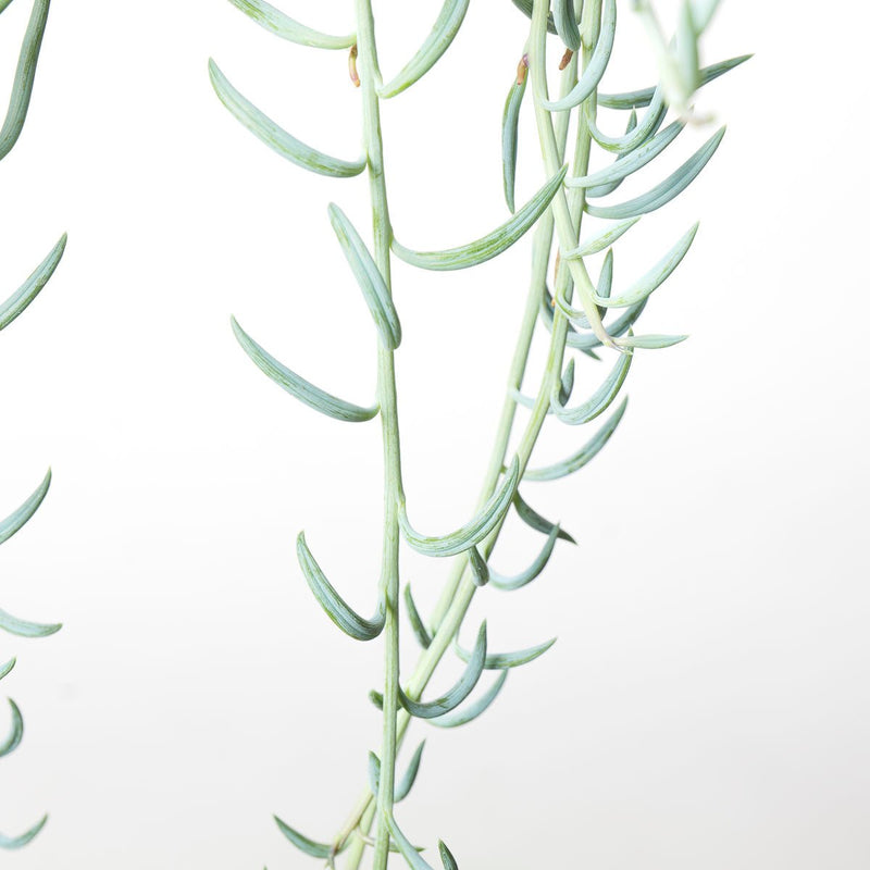 Senecio Radicans String of Bananas Plants GrowTropicals