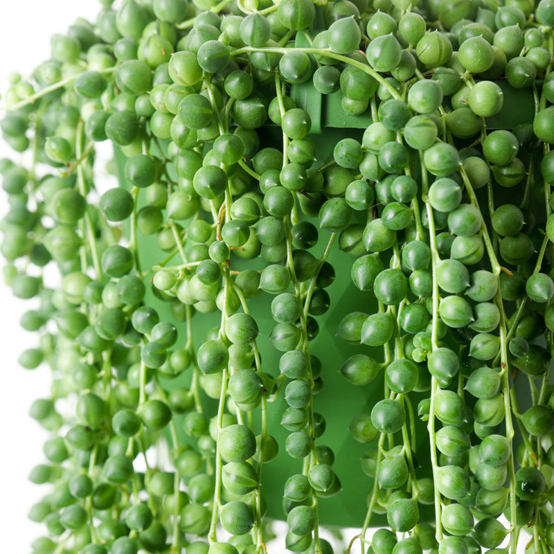 Senecio rowleyanus 'String of Pearls' Plants GrowTropicals