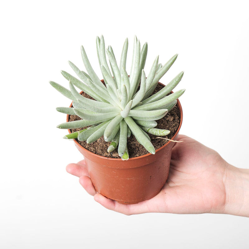 Senecio scapusis 12cm Plants GrowTropicals