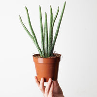 Senecio stapeliiformis