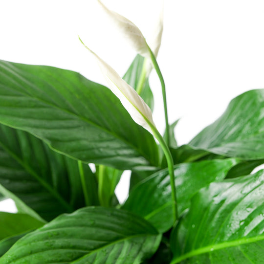 Spathiphyllum sp. 'Bingo Cupid' Plants GrowTropicals