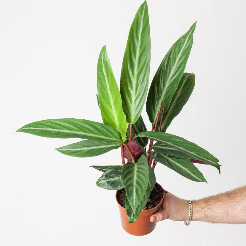 Stromanthe sanguinea 'Stripestar' 12cm Plants GrowTropicals