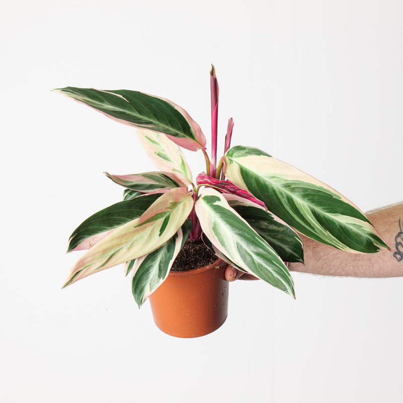 Stromanthe sanguinea 'Triostar' — 14cm