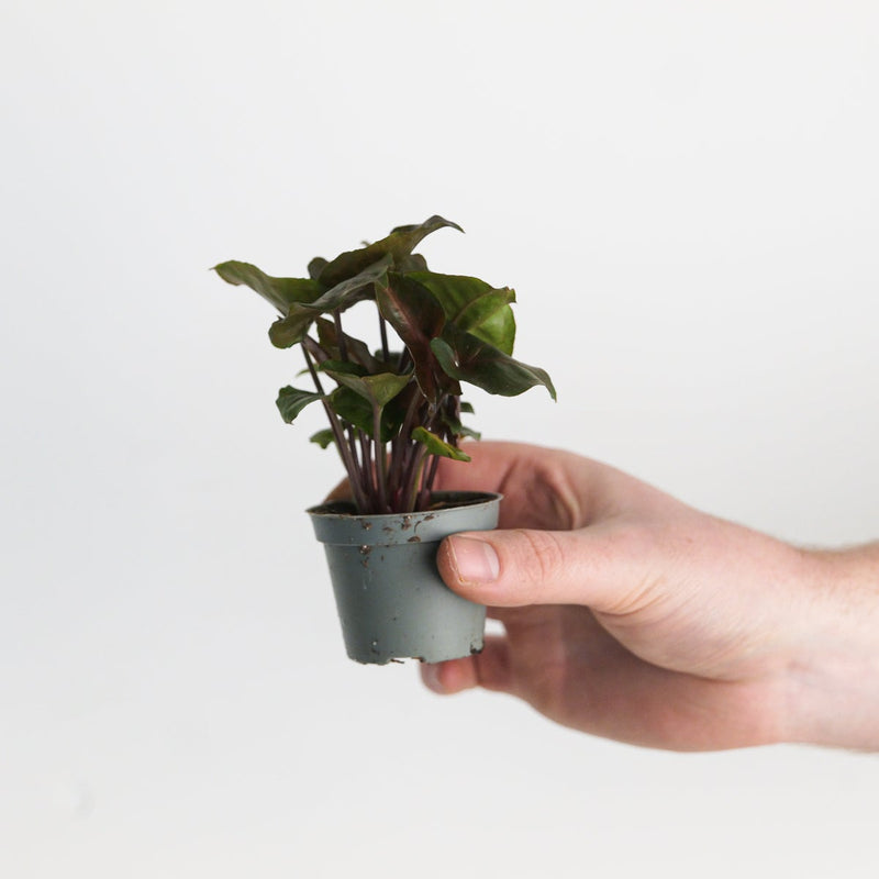 Syngonium 'Chocolate' — 6cm