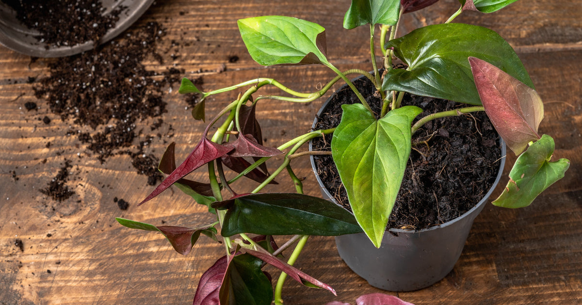 house plants with arrow shaped leaves Syngonium erythrophyllum 'Red Arrow' | Plants