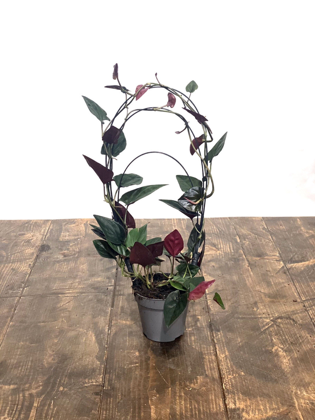anthurium red arrow Syngonium erythrophyllum 'Red Arrow' | Plants