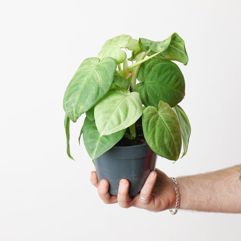 Syngonium 'Ice Frost' 15cm Plants GrowTropicals