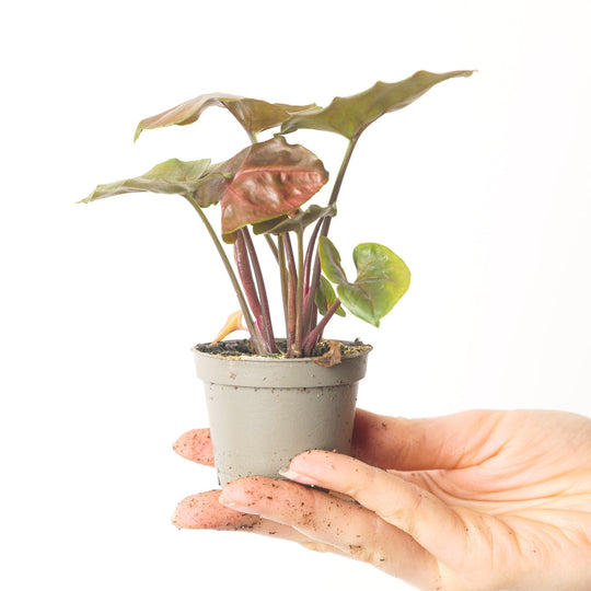 Syngonium 'Maria' 6cm Plants GrowTropicals