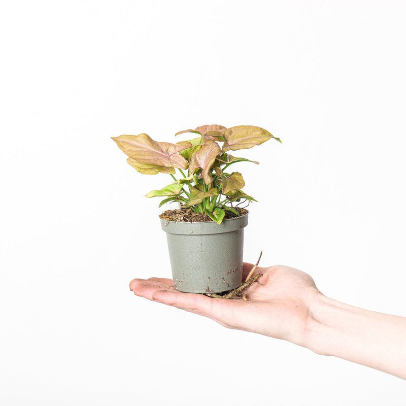 Syngonium 'Neon' Plants GrowTropicals