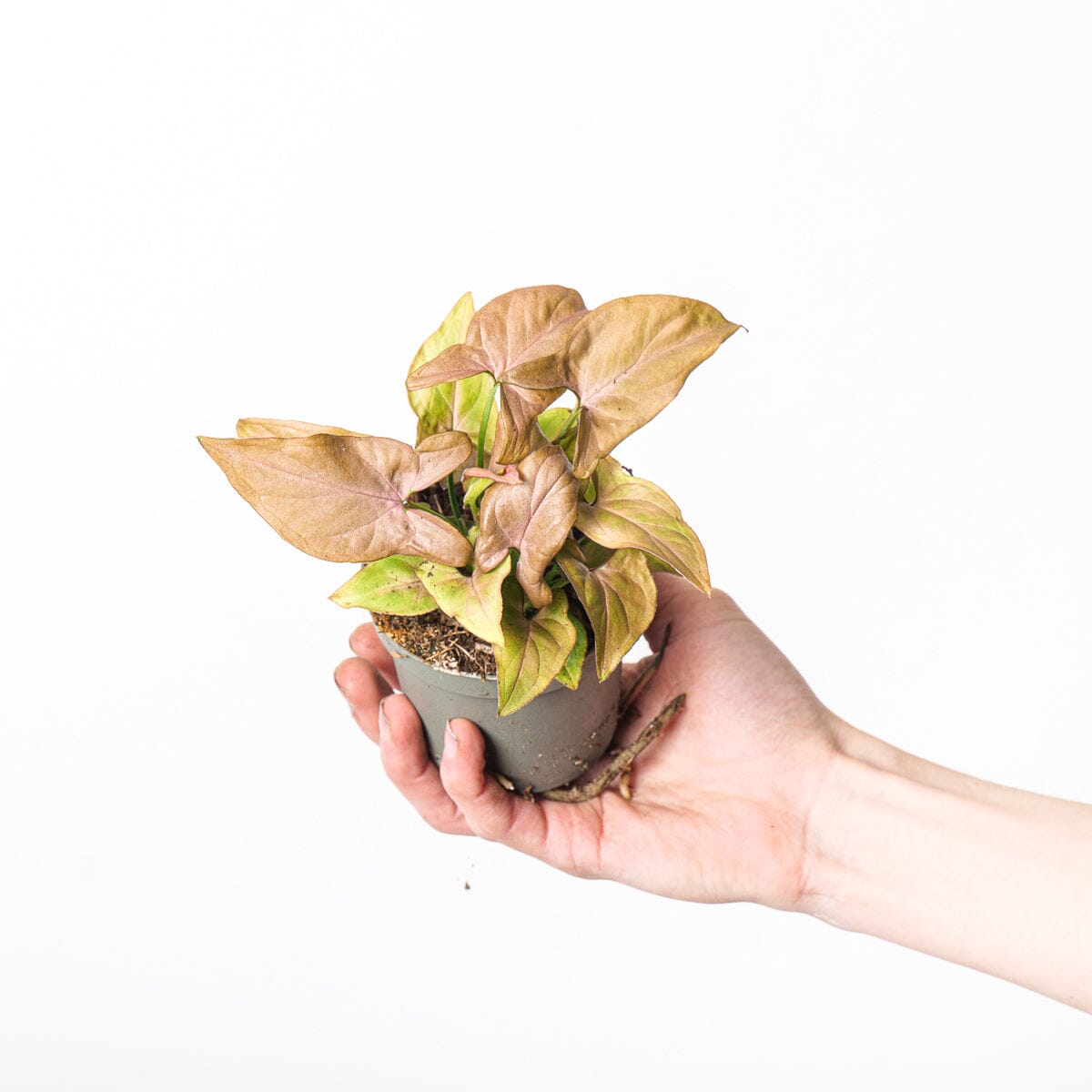 Syngonium Neon | Green Solutions Syngonium Neon | Green Solutions