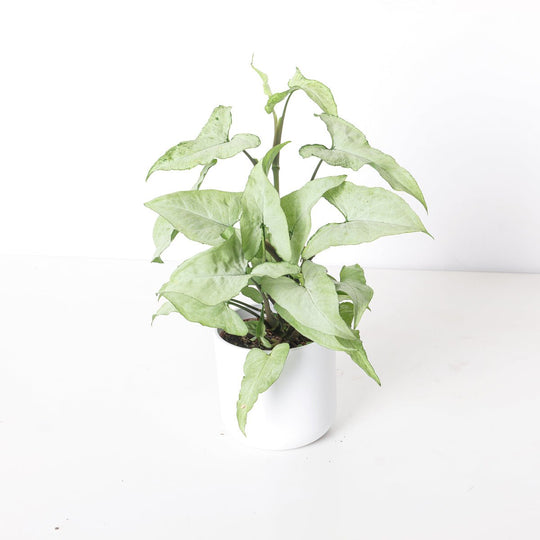 Syngonium Ngern La Mai Plants GrowTropicals
