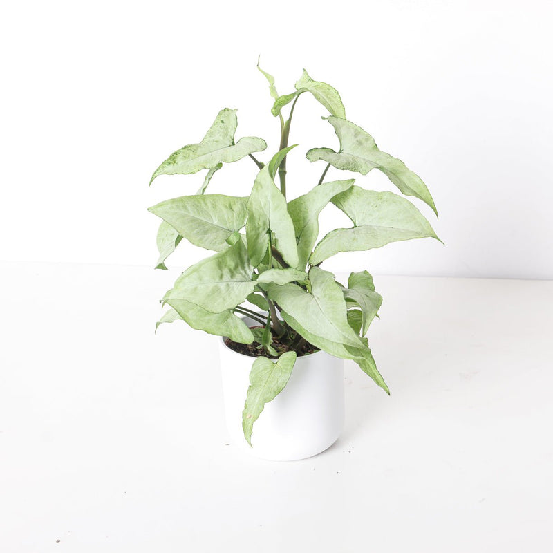 Syngonium Ngern La Mai Plants GrowTropicals