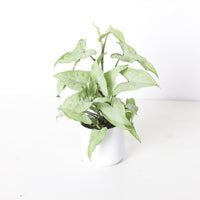 Syngonium Ngern La Mai