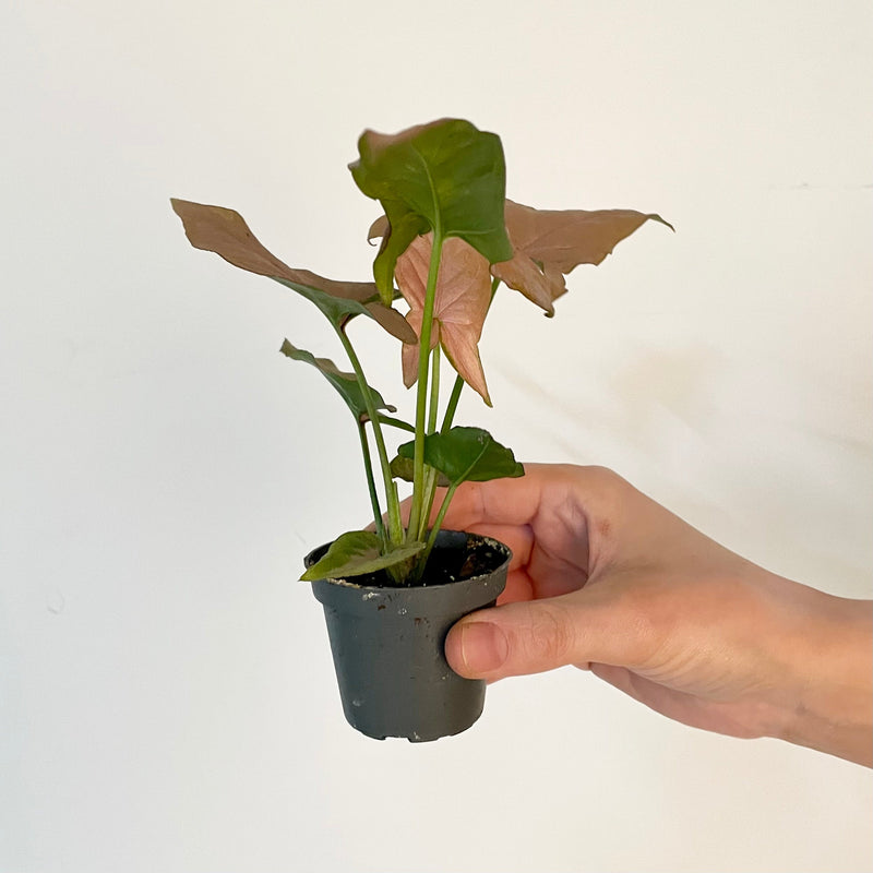 Syngonium 'Pink Allusion' — 9cm