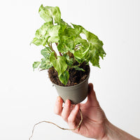 Syngonium podophyllum 'Batik'