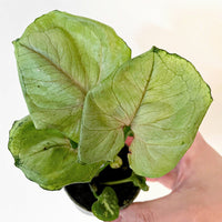 Syngonium 'Roxanne'