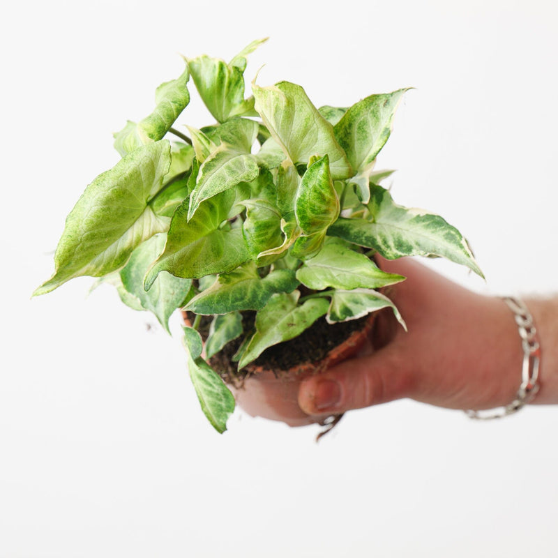 Syngonium 'Starlite' — 9cm