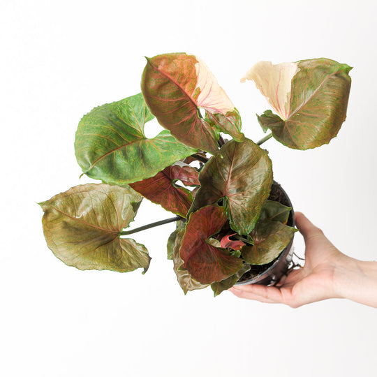 Syngonium Strawberry Ice Galaxy 15cm s 1 Plants GrowTropicals