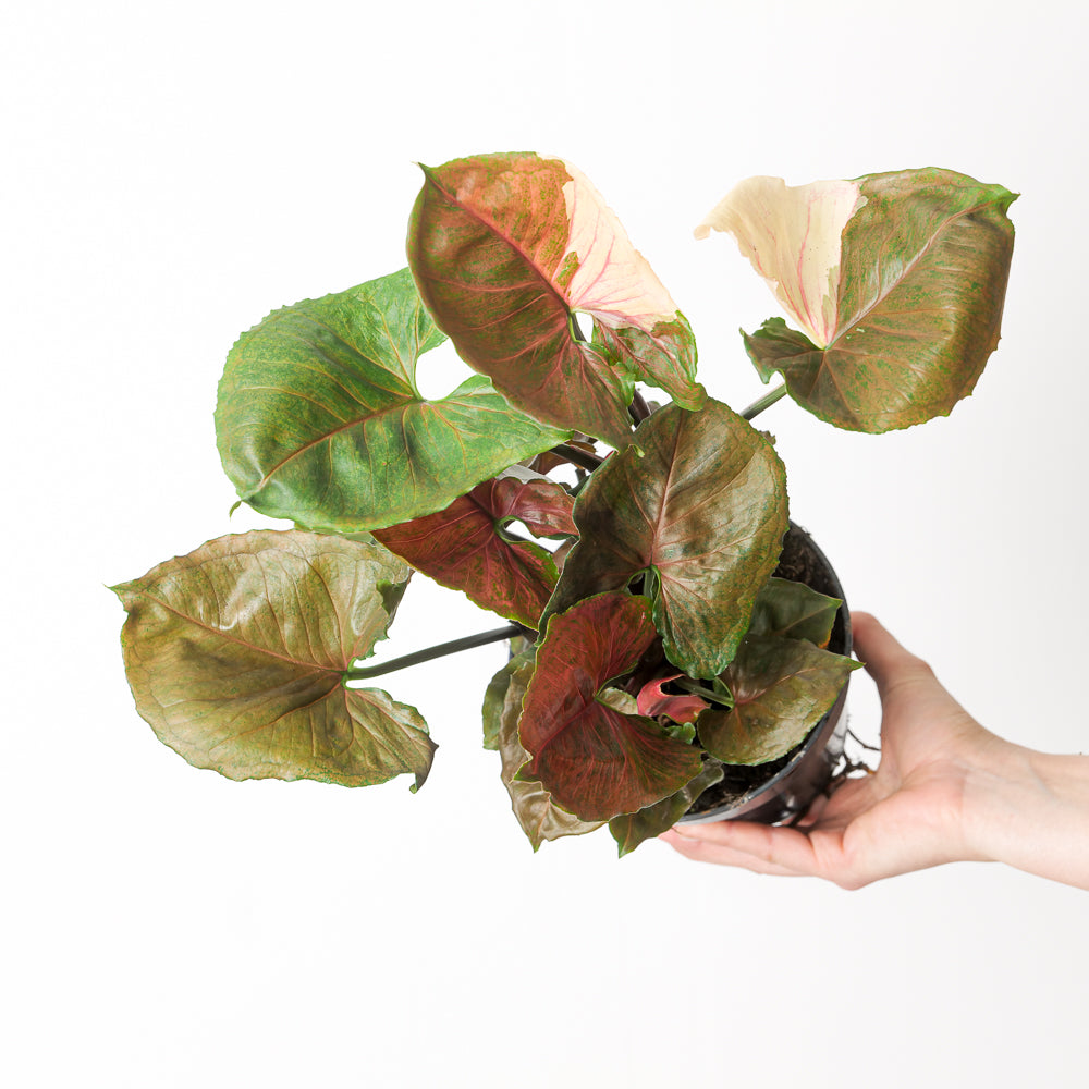 Syngonium Strawberry Ice Galaxy
