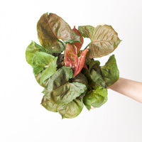 Syngonium Strawberry Ice Galaxy