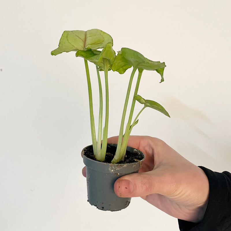 Syngonium 'Sunshine' — 6cm