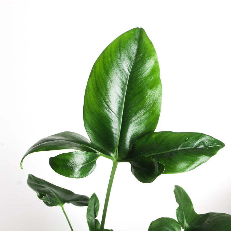 Thaumatophyllum spruceanum | Philodendron goeldii Plants GrowTropicals