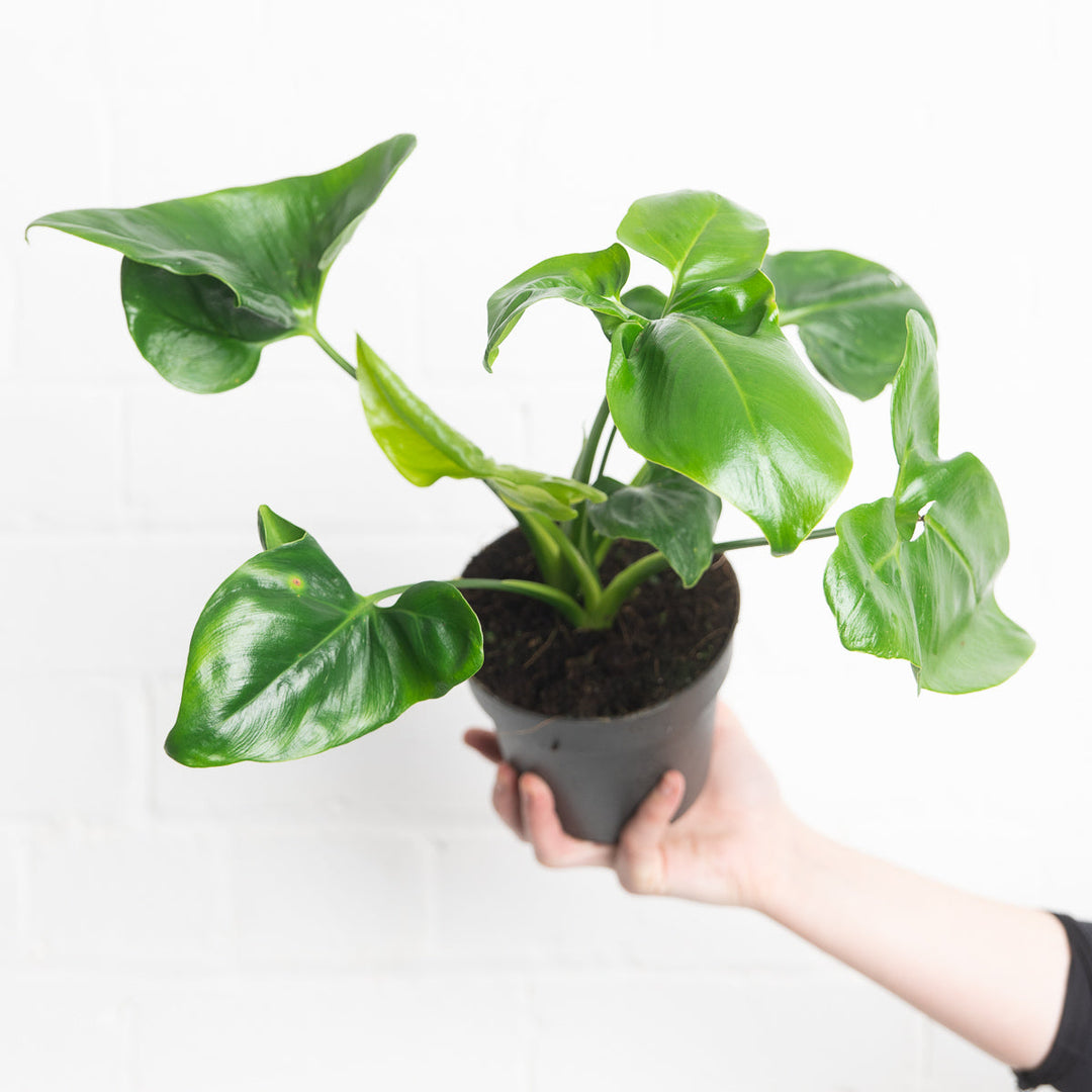 philodendron goeldii propagation Thaumatophyllum spruceanum | Philodendron goeldii | Plants