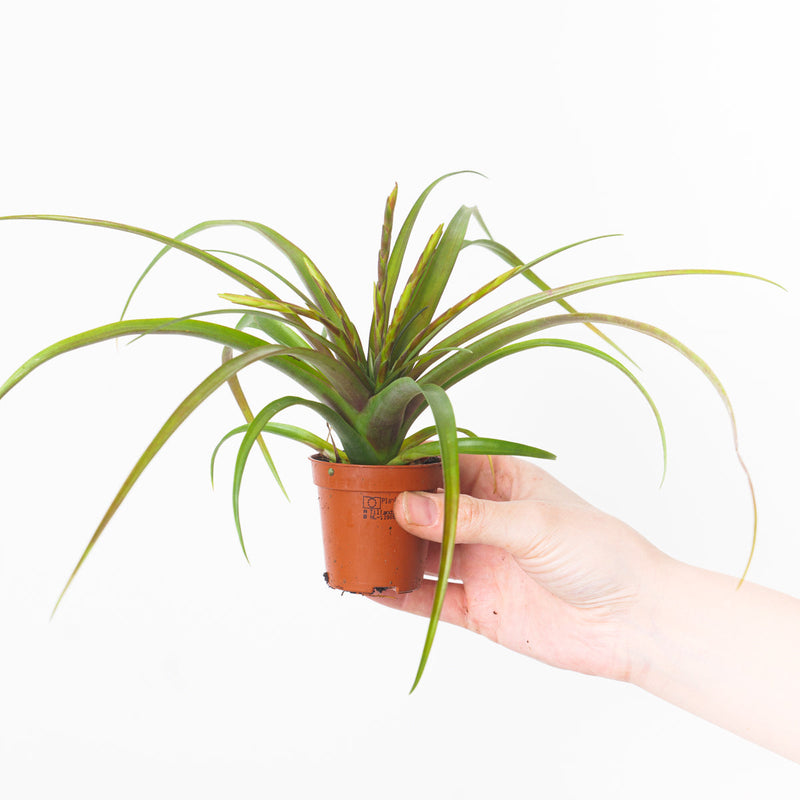 Tillandsia flabellata — 6cm