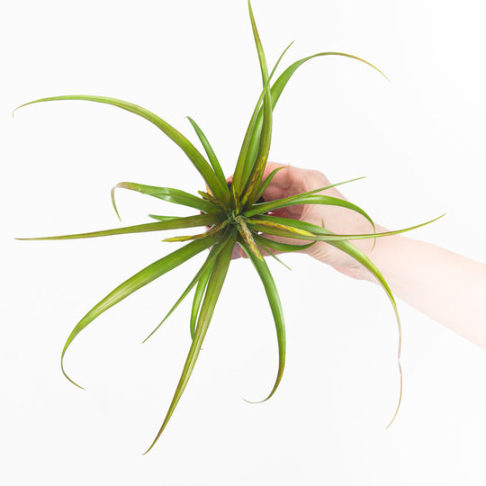 Tillandsia flabellata Plants GrowTropicals