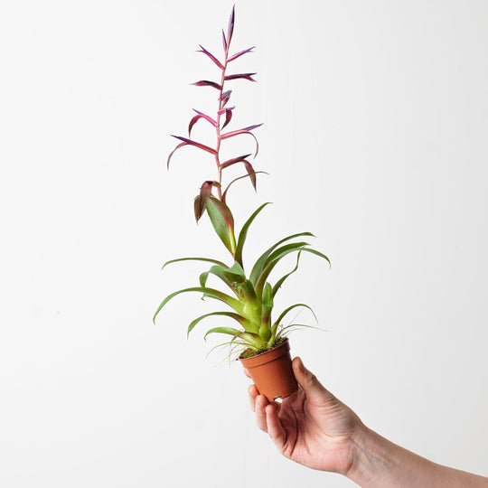 Tillandsia leiboldiana 'Mora' Plants GrowTropicals