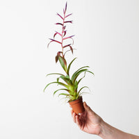 Tillandsia leiboldiana 'Mora'
