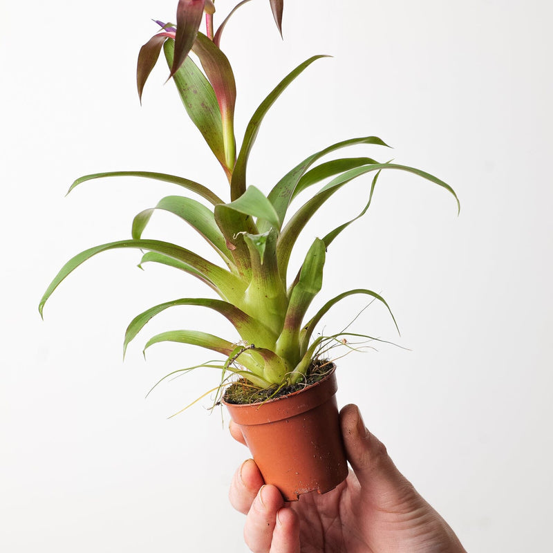 Tillandsia leiboldiana 'Mora' — 6cm