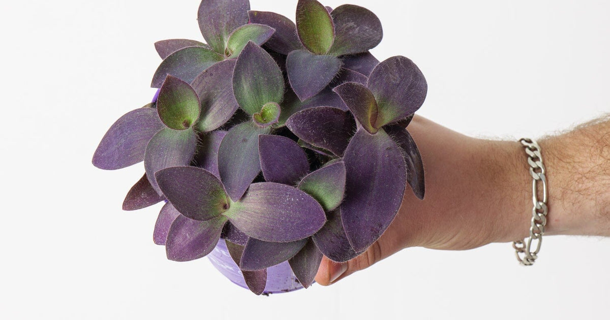 is purple heart a succulent Tradescantia pallida 'Purple Heart' | Plants