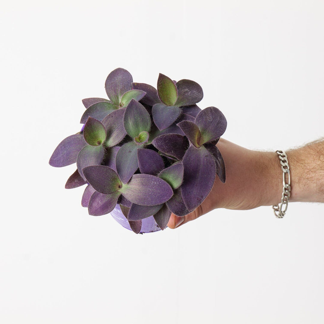 Tradescantia pallida 'Purple Heart' Plants GrowTropicals