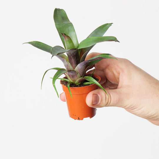 Vriesea 'Bituminosa' Plants GrowTropicals