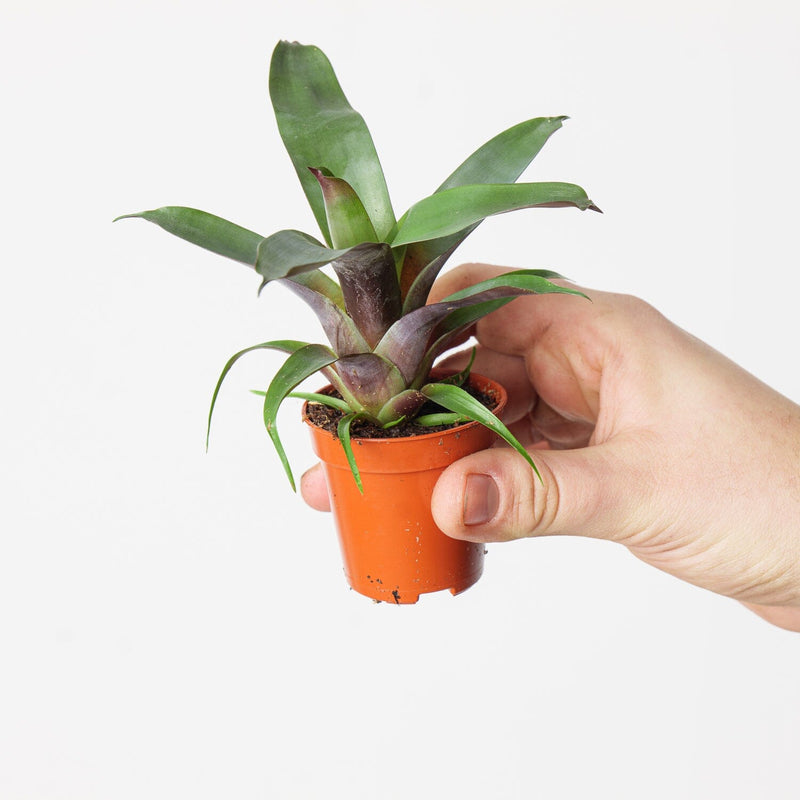 Vriesea 'Bituminosa' Plants GrowTropicals