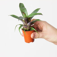 Vriesea 'Bituminosa'