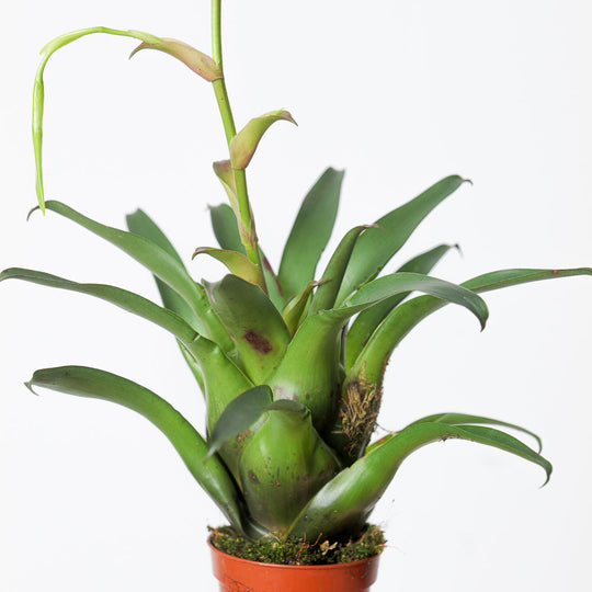 Vriesea 'Delicatula' Plants GrowTropicals