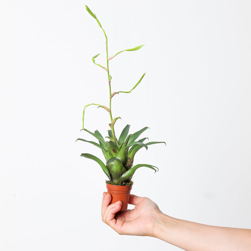 Vriesea 'Delicatula' — 6cm