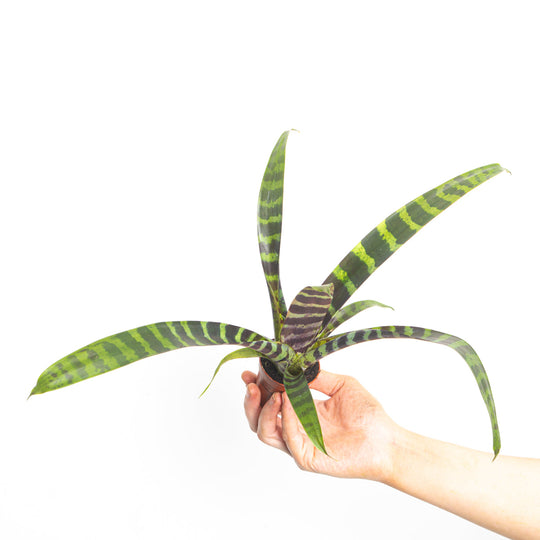 Vriesea 'Era' 6cm Plants GrowTropicals
