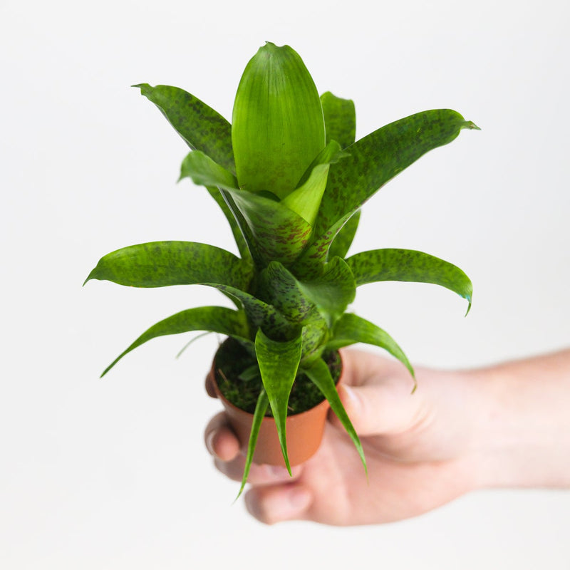 Vriesea 'Fenestralis' Plants GrowTropicals