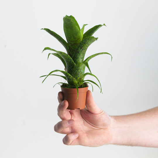 Vriesea 'Fenestralis' 6cm Plants GrowTropicals