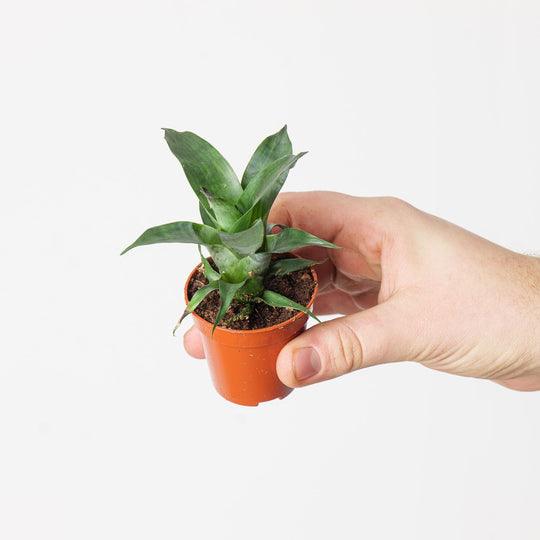 Vriesea gigantea 'Nova' 6cm Plants GrowTropicals