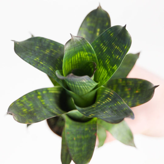 Vriesea gigantea var. seideliana Plants GrowTropicals