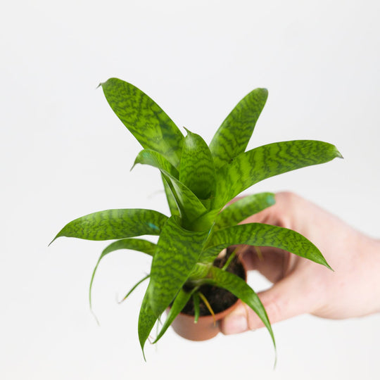 Vriesea 'Hieroglyphica' Plants GrowTropicals