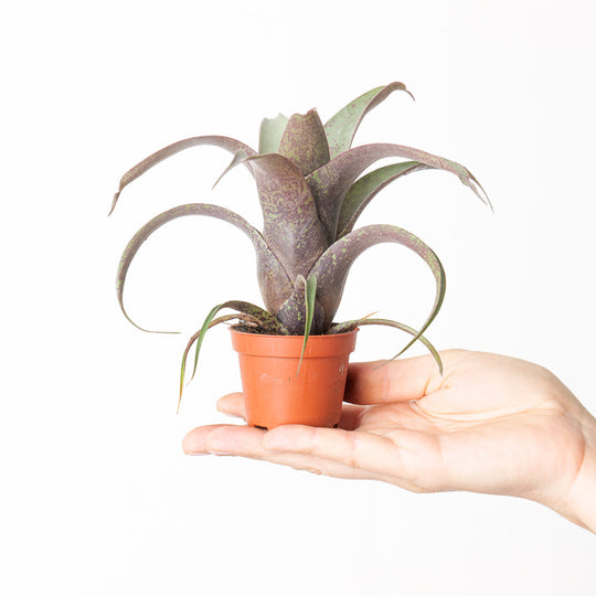 Vriesea 'Saundersii' 6cm Plants GrowTropicals