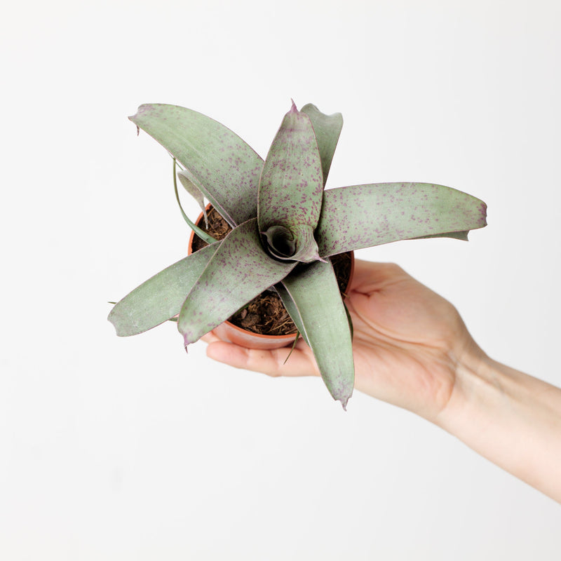 Vriesea 'Saundersii' Plants GrowTropicals